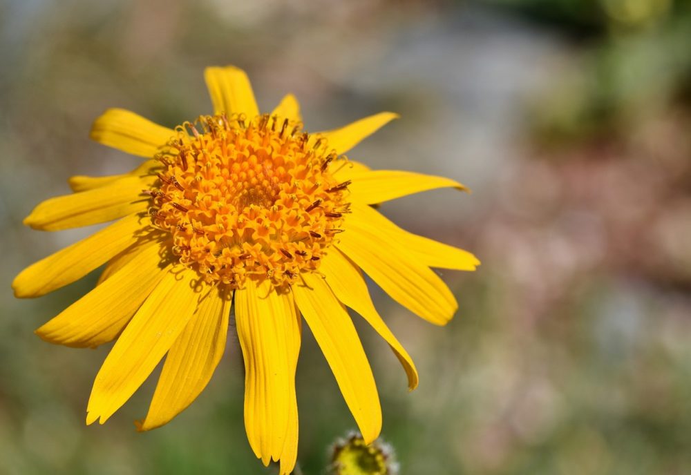 Arnica - Macérât huileux BIO