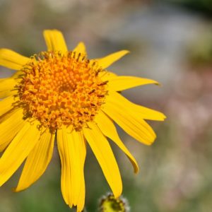 Arnica - Macérât huileux BIO