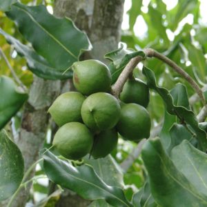 Macadamia - Huile végétale BIO