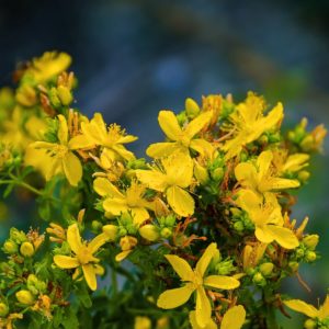 Millepertuis - Macérât huileux BIO