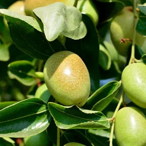 Jojoba - Huile végétale BIO