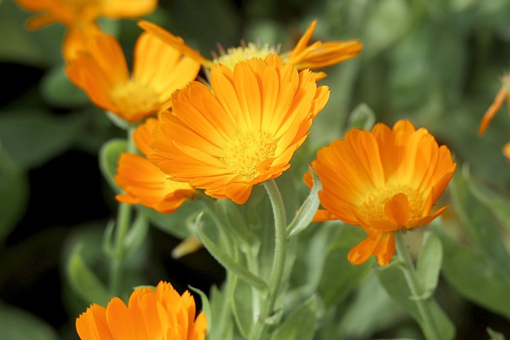Calendula - Macérât huileux BIO