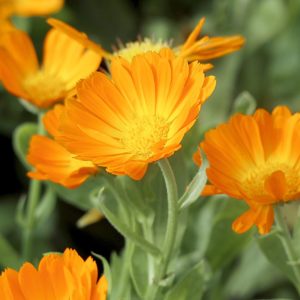 Calendula - Macérât huileux BIO