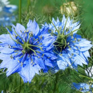Nigelle - Huile végétale BIO
