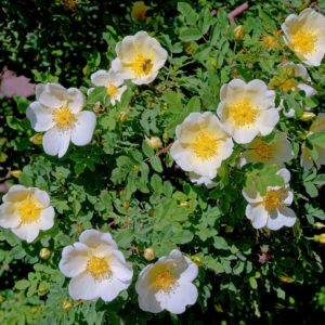 Rose musquée - Huile végétale BIO