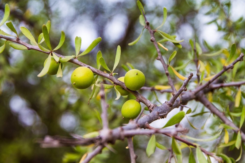 Argan - Huile végétale BIO