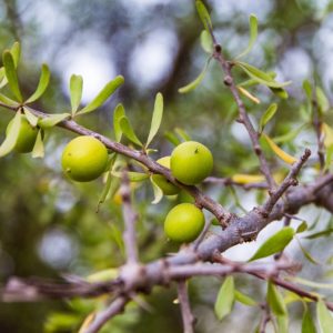 Argan - Huile végétale BIO
